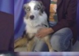 Tiertraining Berlin